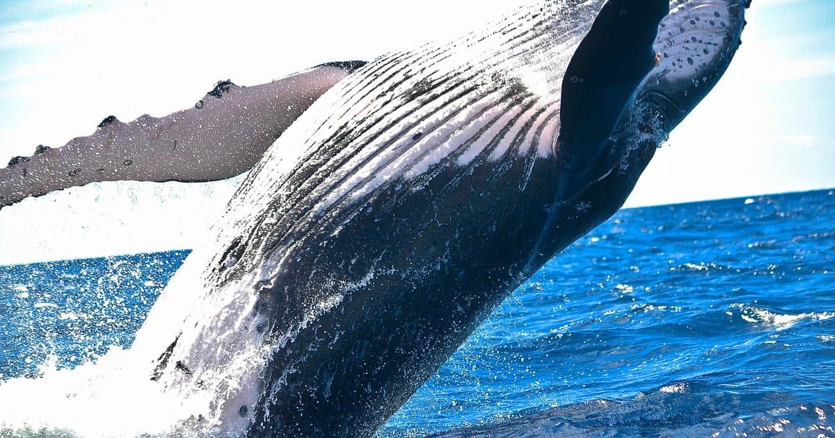 Must-see destinations and activities in the Dominican Republic